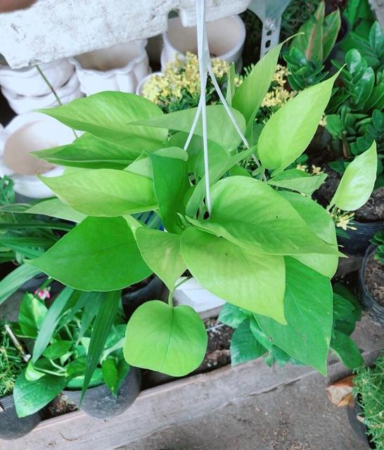 Chậu Trầu Bà Thái Vàng