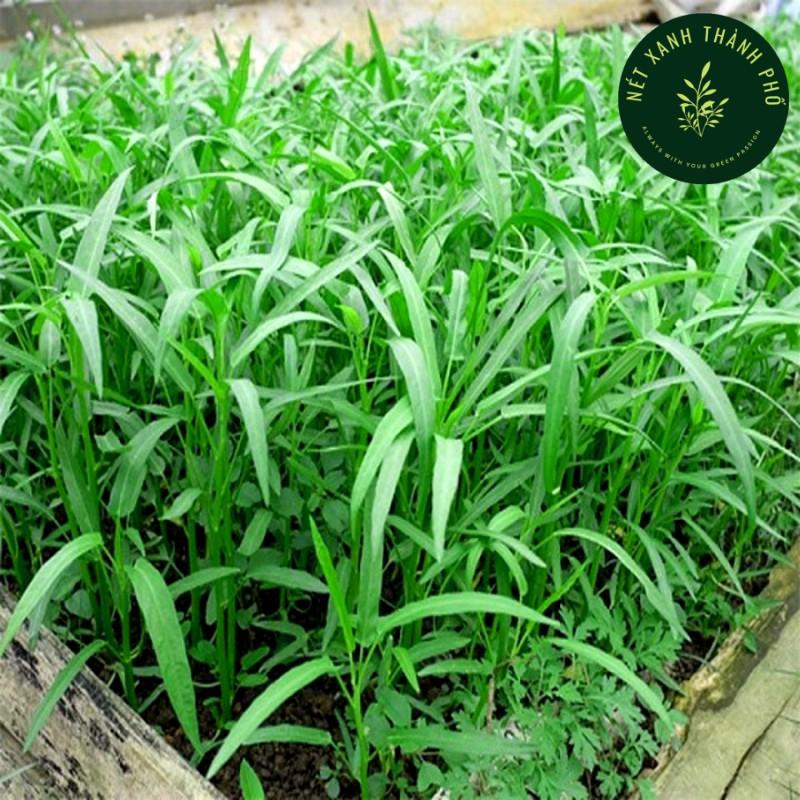 Hạt giống Rau Muống Lá Tre năng suất cao 50gr