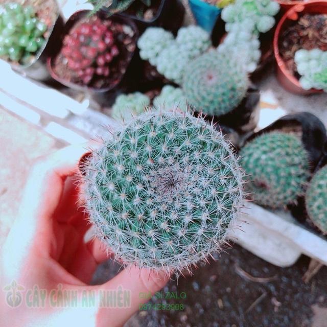 Xương rồng bánh sinh nhật