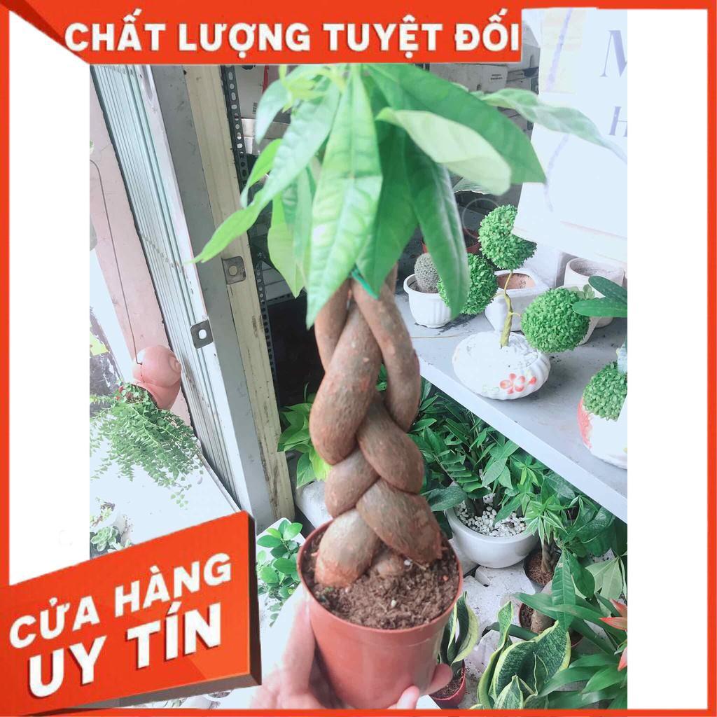 Kim ngân thắt bím 3 thân kèm chậu nhựa Nhiều Người Mua
