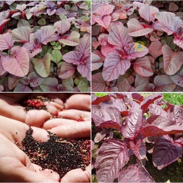 Hạt giống rau dền đỏ cao sản KNS3245 - Gói 20gram