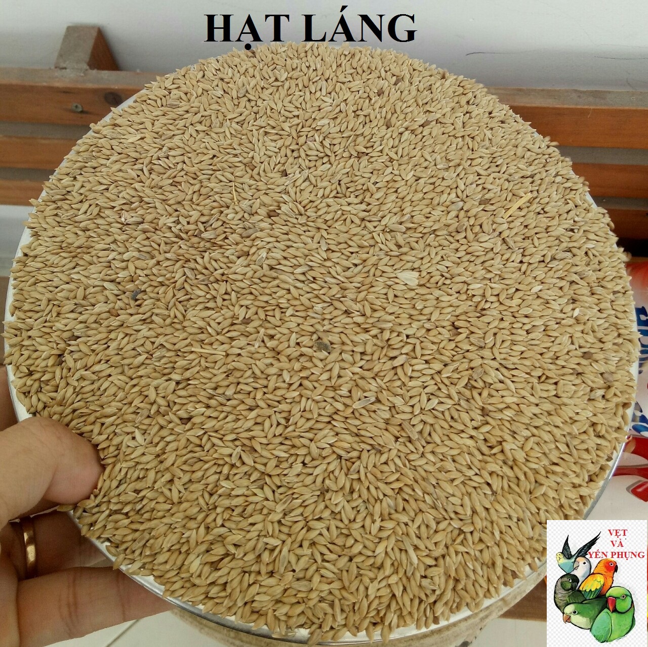 Combo4: 1kg hạt láng +1kg hạt kê vàng cho chim