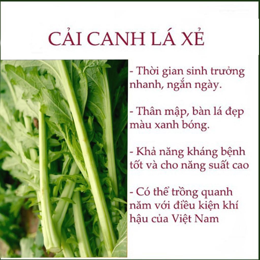 Hạt giống rau cải canh lá xẻ, cải mèo cao sản, chịu lạnh tốt, có thể trồng quanh năm - hạt tuyển chọn loại 1