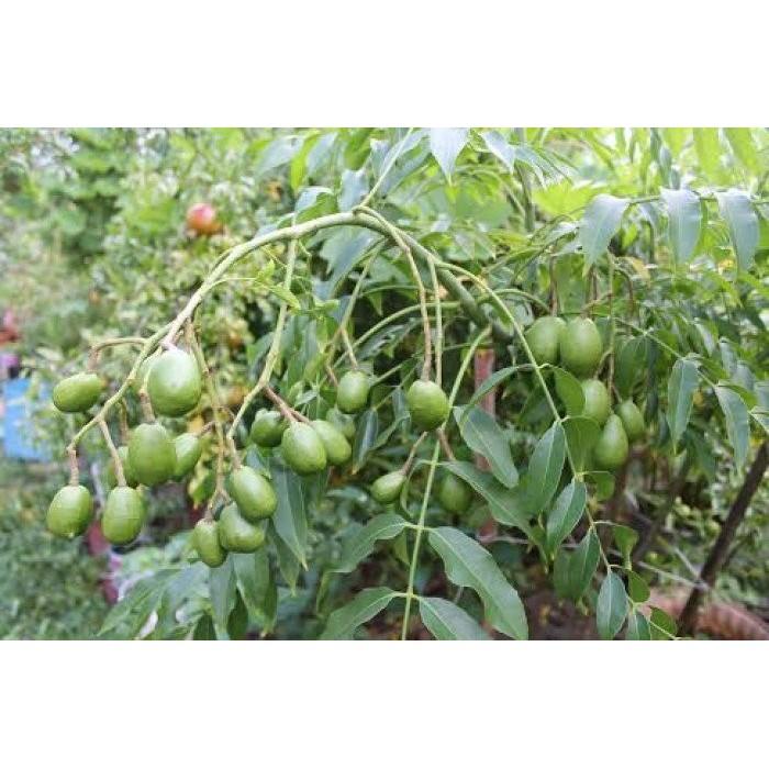 Cây CÓC THÁI siêu quả - hàng cây giống F1
