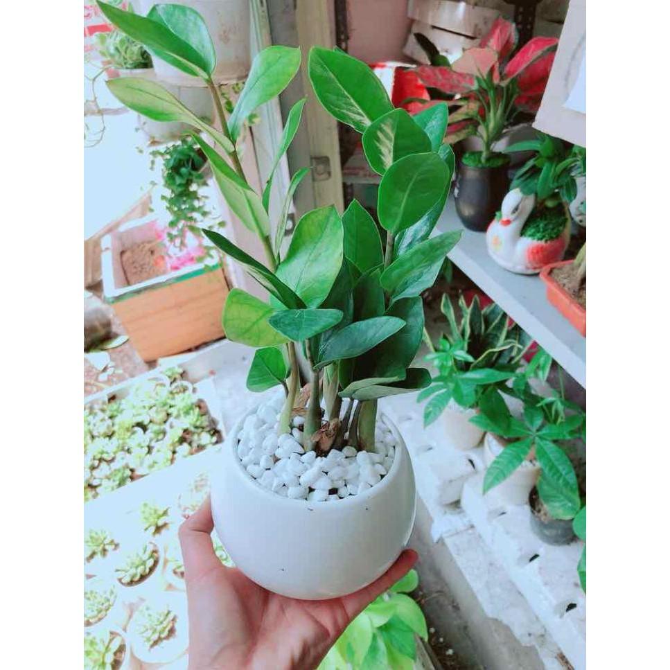 Chậu kim tiền thái Bán Chạy