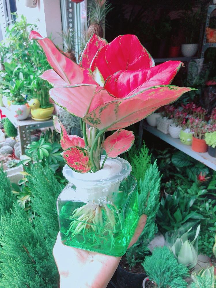 Chậu Cây Vạn Lộc Thuỷ Sinh