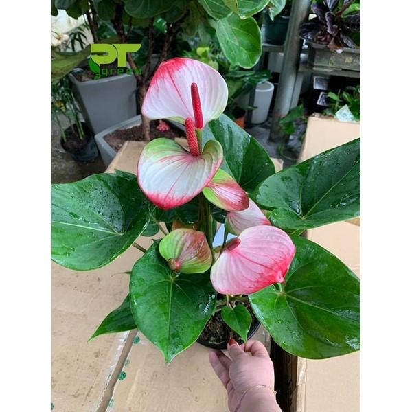 Cây hồng môn giống - rễ nhiều, khoẻ. Có 5 màu để lựa chọn, trồng 2-3 tháng có hoa