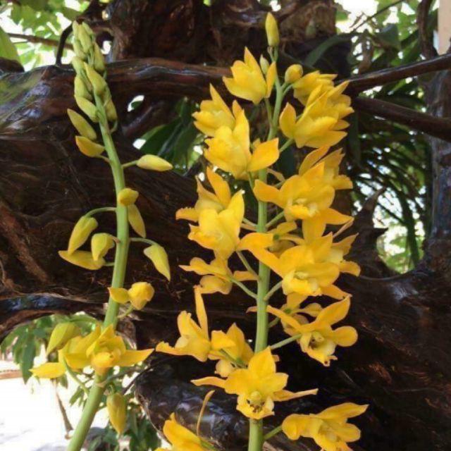 Địa lan luân vàng tứ sắc