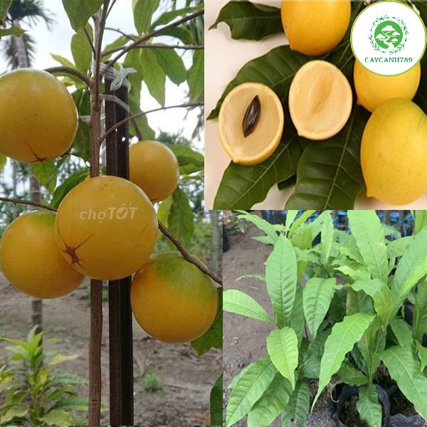 Cây vú sữa hoàng kim - Vú sữa vàng .