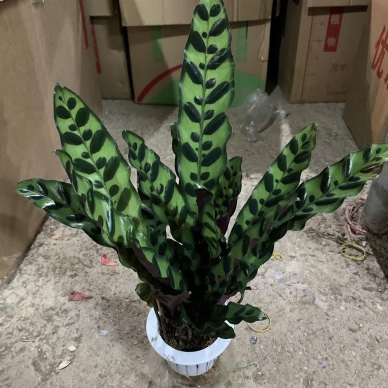 Cây đuôi phượng trồng bình thủy sinh cao 25cm, xanh tươi quanh năm, rất dễ chăm sóc, cây để bàn và trồng nội thất