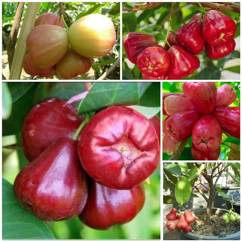 GIỐNG MẬN THÁI ĐƯỜNG