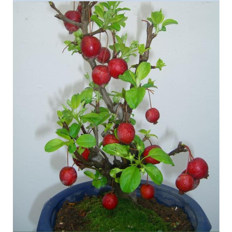 Hạt giống lựu đỏ lùn - lựu bonsai