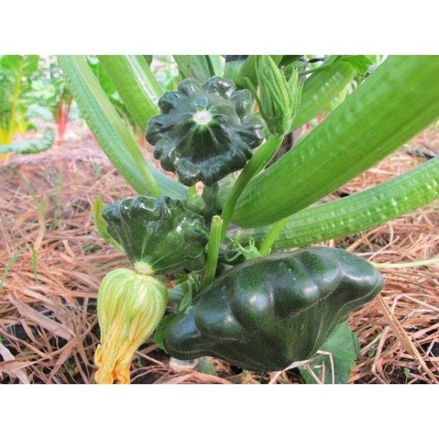 Hạt Giống Bí Đĩa Bay - 10 Hạt