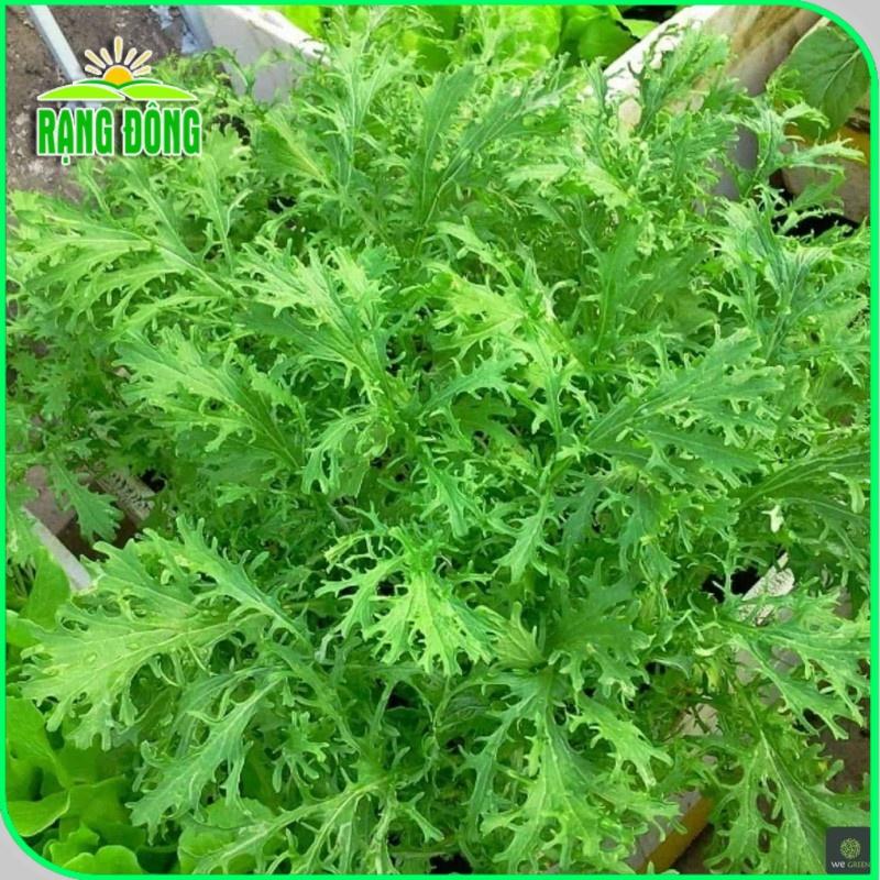 Hạt giống Cải Đuôi Phụng Rado 133 (20g~3500 hạt) trồng quanh năm, sinh trưởng tốt, nhanh thu hoach - Hạt giống Rạng Đông