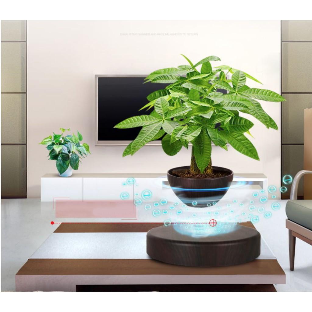 Chậu cây lọ hoa bonsai bay lơ lửng vân gỗ Đen độc đáo - AsiaMart