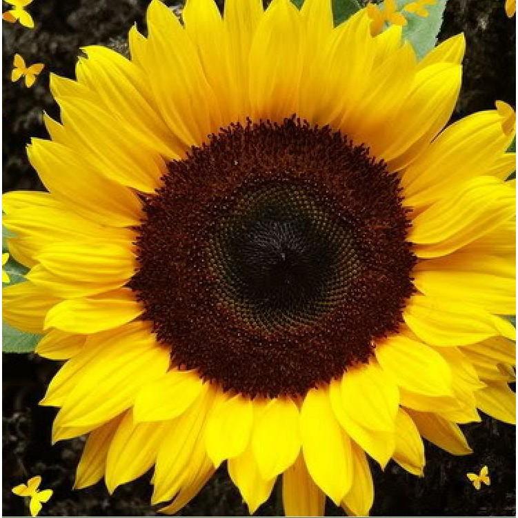 Hạt giống hoa hướng dương cao 120cm 30 hạt/gói