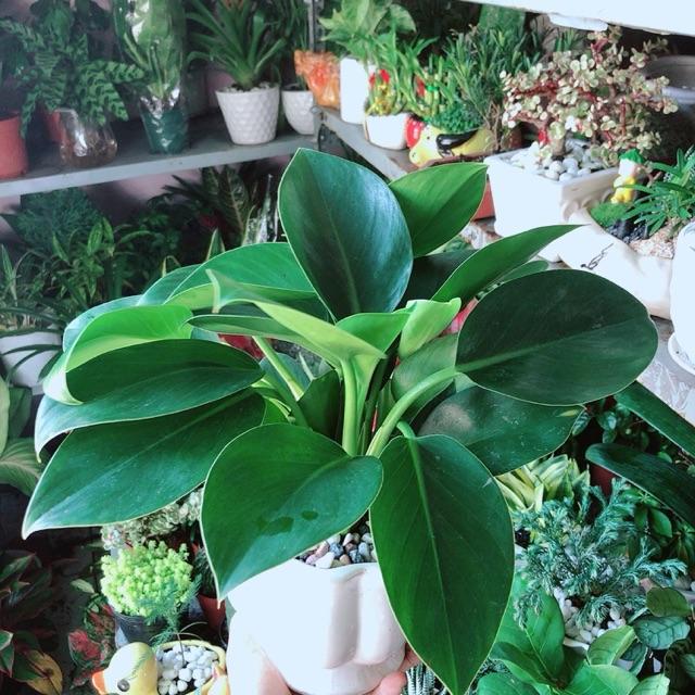 Chậu Cây Trầu Bà Đế Vương Xanh