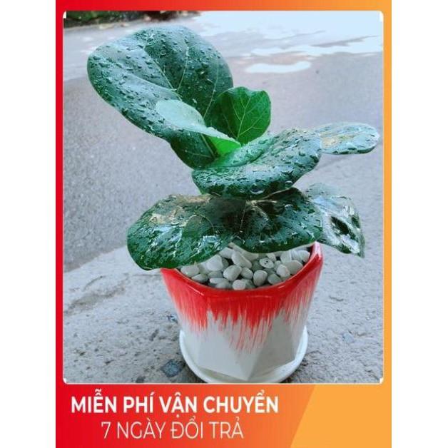 Chậu Cây Bàng Singapore