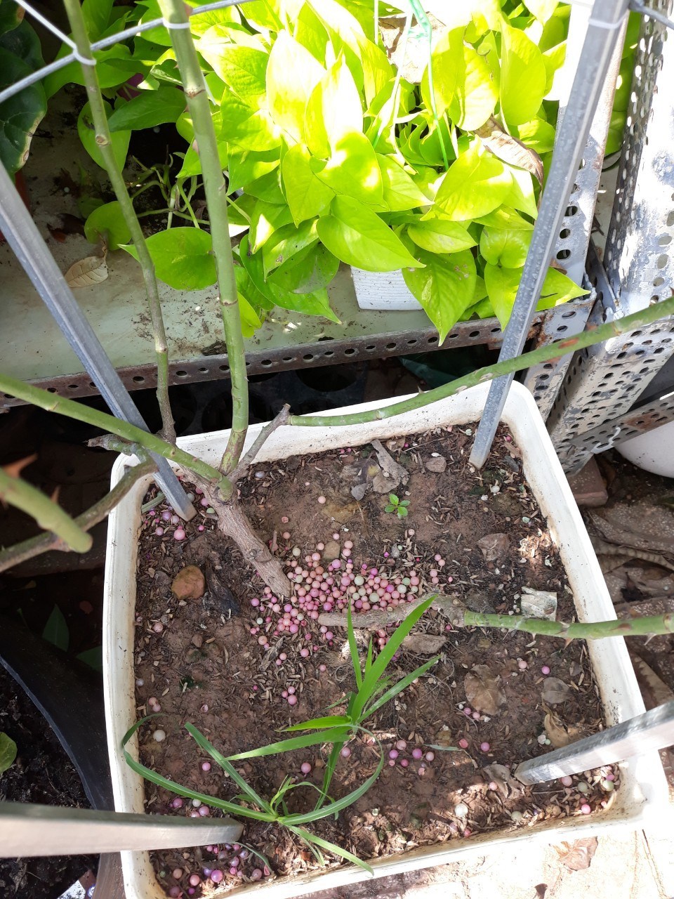 Phân Bón Thông Minh Rynan Flowermate 240 - Dưỡng Thân Cành Lá Phong Lan Và Hoa Kiểng