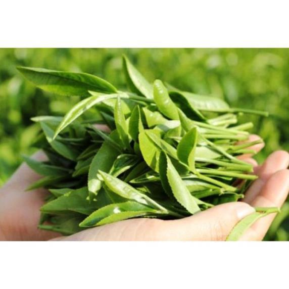 Combo 10 bầu cây giống cây trà xanh