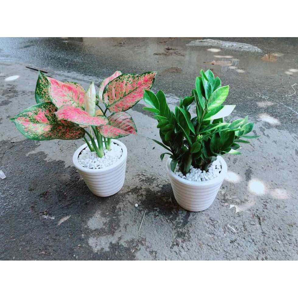 Combo 2 Chậu Vạn Lộc & Kim Tiền Bán Chạy