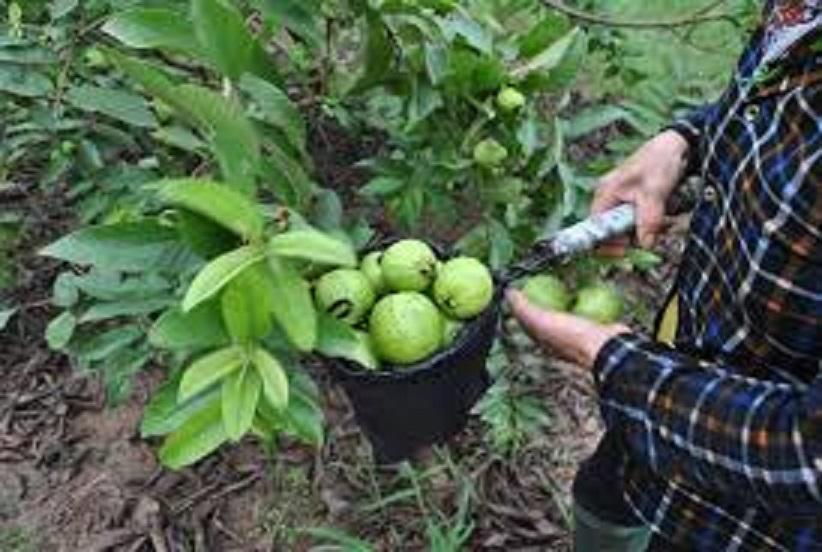 Cây ổi, cây giống ổi bốn mùa, ổ găng quả giòn