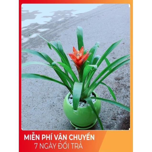 Chậu Phong Lộc Hoa