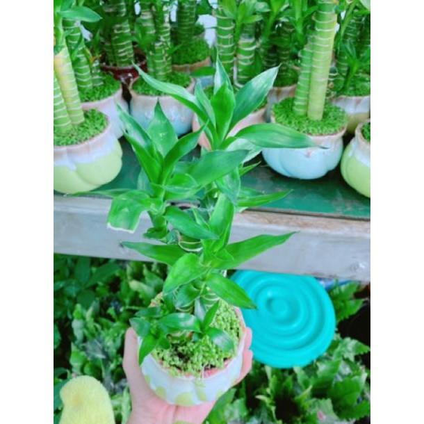 Chậu phát tài giò gà hay chân gà