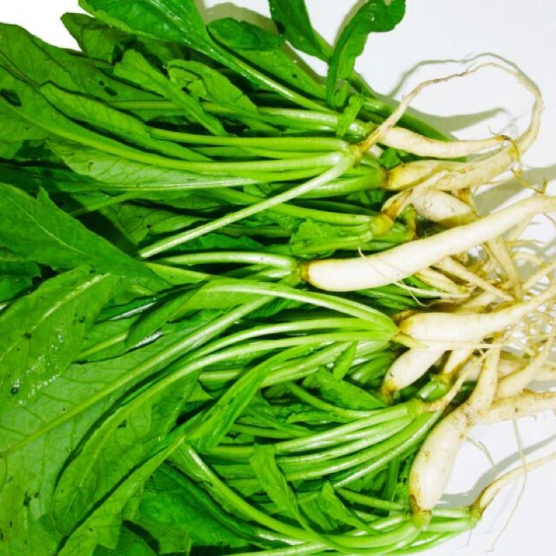 Hạt giống cải củ ăn lá gói 50g
