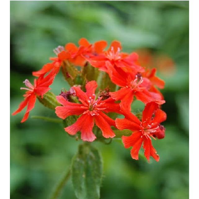 Hạt Giống Hoa Thu La Đỏ - Gói 50 hạt