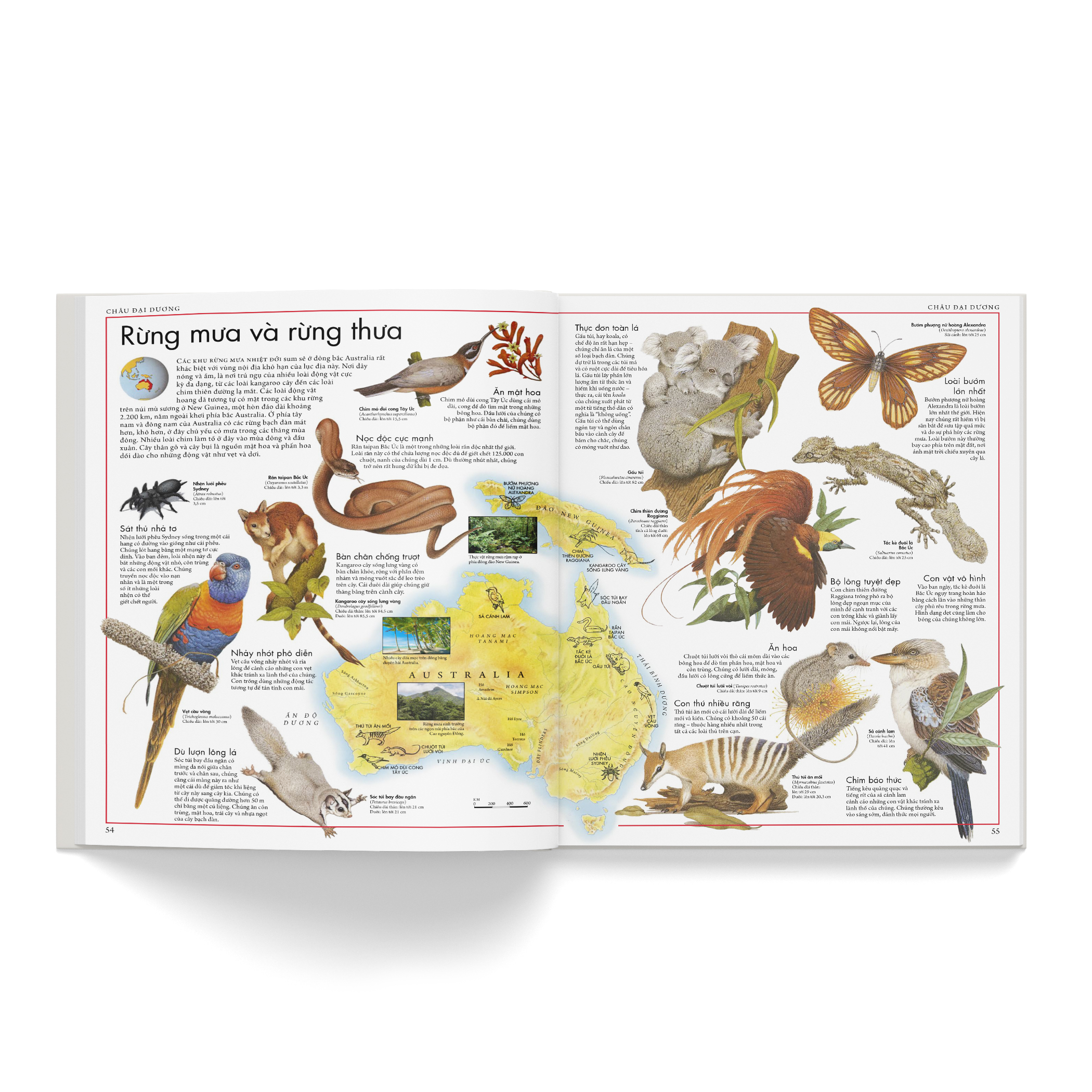 Combo 2 cuốn: Atlas động vật + Atlas các loài chim