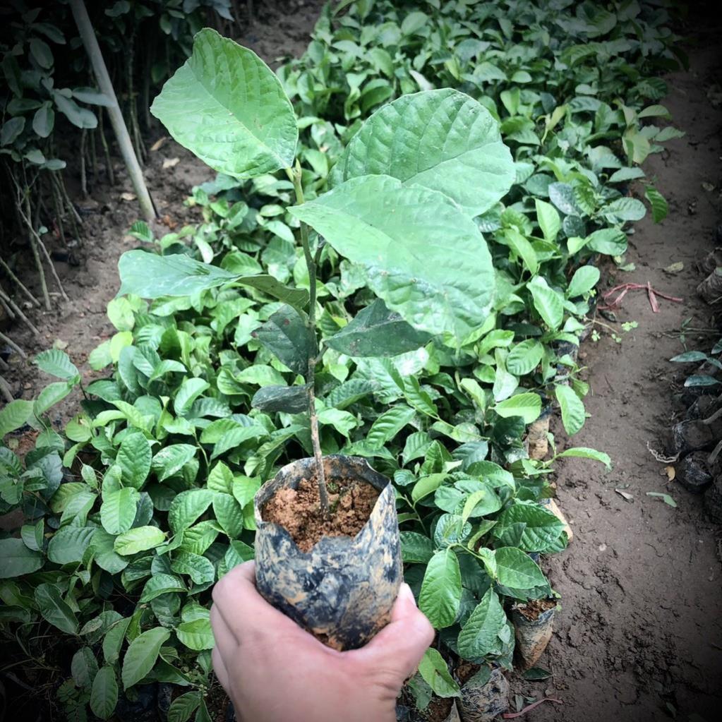 Cây chay giống cao 30cm