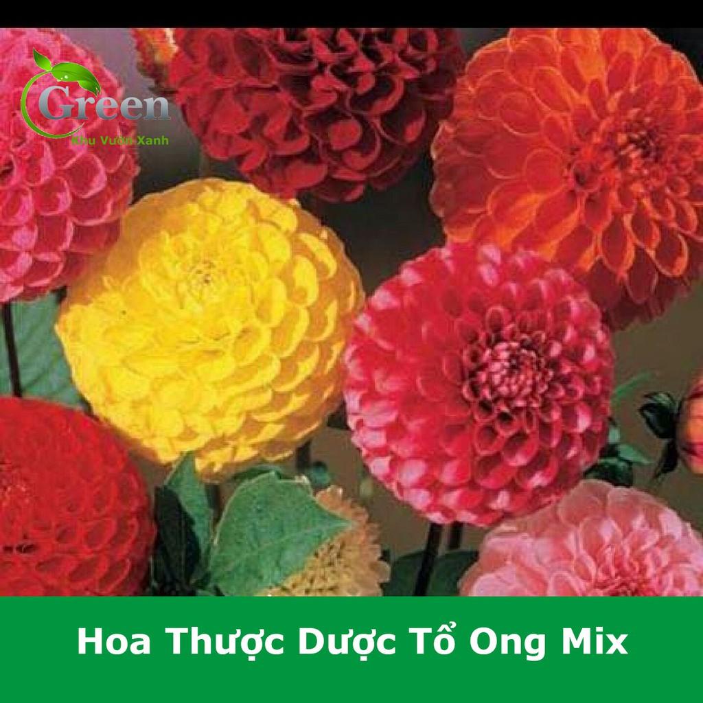 Hạt Giống Hoa Thược Dược Tổ Ong Nhiều Màu Mix