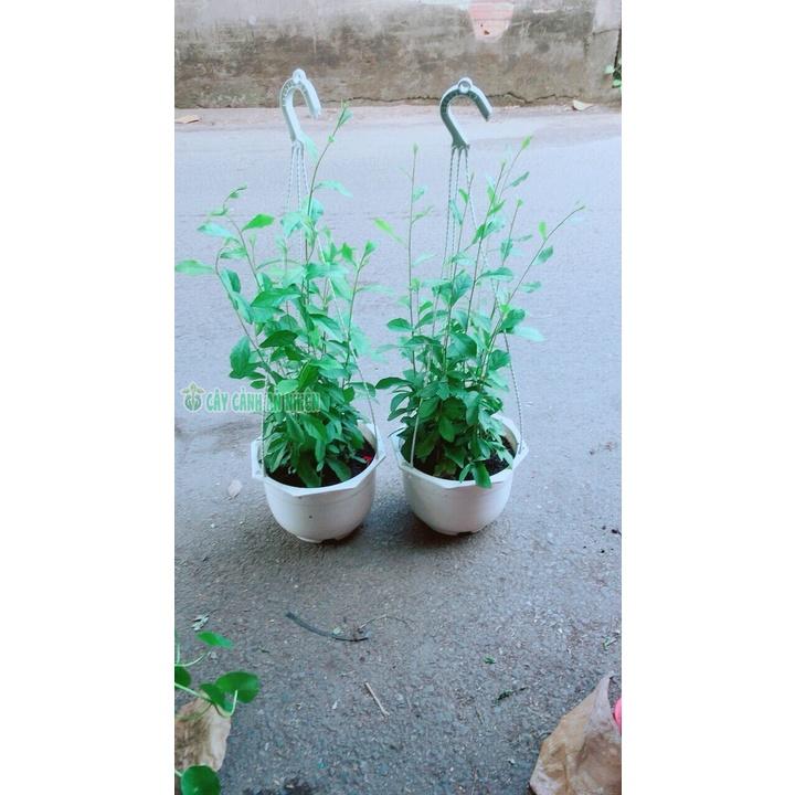 Chậu Cây Cúc Tầng 50k/chậu