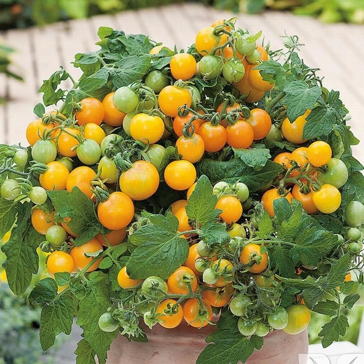 Hạt Giống Cà Chua Bi Lùn Vàng Lai F1 0.1gram