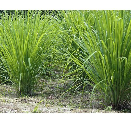 Hạt giống cỏ Ubon Paspalum - Cỏ xả chịu ngập gói 50g - Hạt Giống Cỏ Chăn Nuôi Trâu-bò-dê-cừu-cá