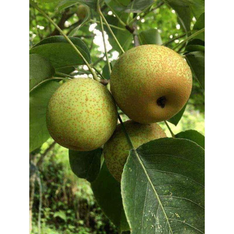 Cây lê giống mới , cây đẹp, cam kết chất lượng