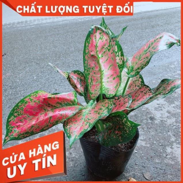 Cây Vạn Lộc
