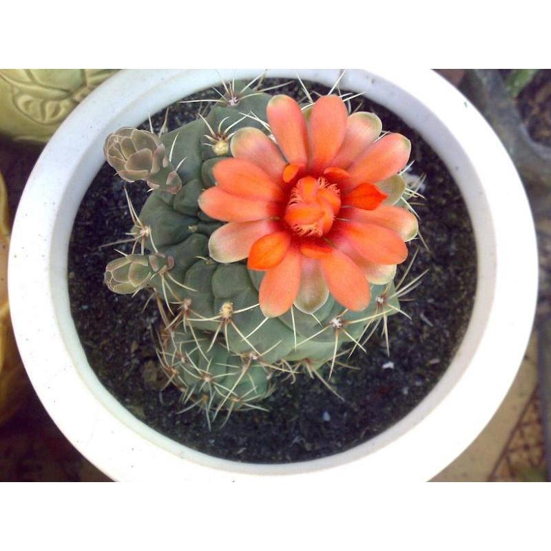 Hạt giống hoa xương rồng nhiều màu  - Gói 20 hạt