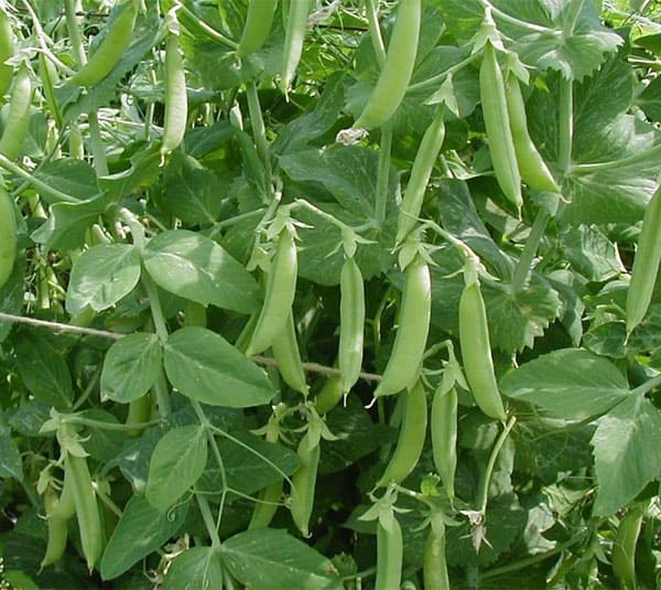 Hạt giống Đậu Hà Lan Lấy hạt.Rất Nhiều Dinh Dưỡng Và Vitamin, Có Thể Chế Biến Thành Rất Nhiều Món Ăn - Nông Sản Vàng