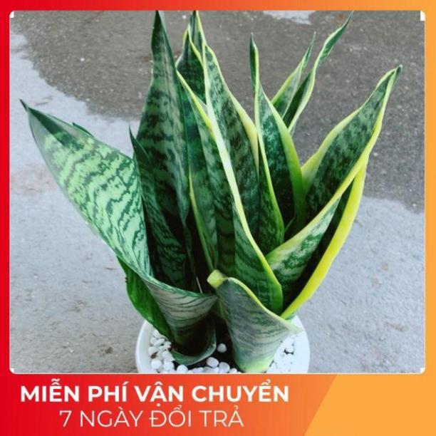 Chậu Lưỡi Hổ