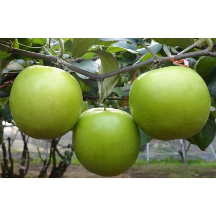 Cây giống táo xanh Thái trái to miền bắc