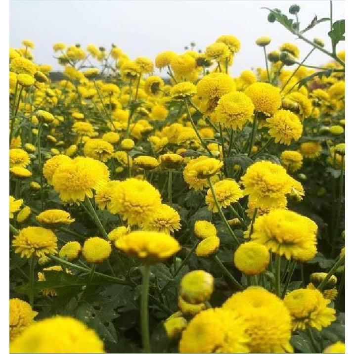 Hạt giống cây trà hoa cúc phú nông-1 gói 3 gram