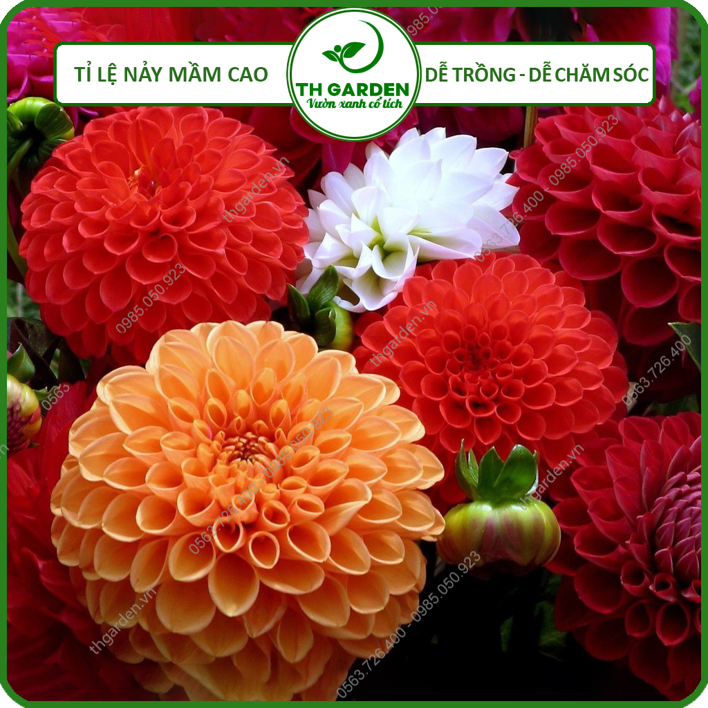 Hạt Giống Hoa Thược Dược Mix Nhiều Màu TH Garden - Hạt Giống Dễ Trồng Dễ Chăm Sóc, Hoa Thơm, Bền Màu, Lâu Tàn