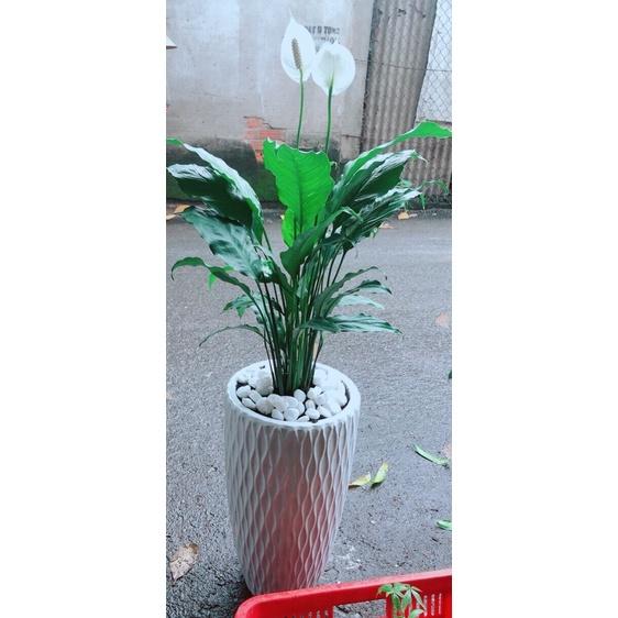 Chậu Cây Lan Ý Lớn