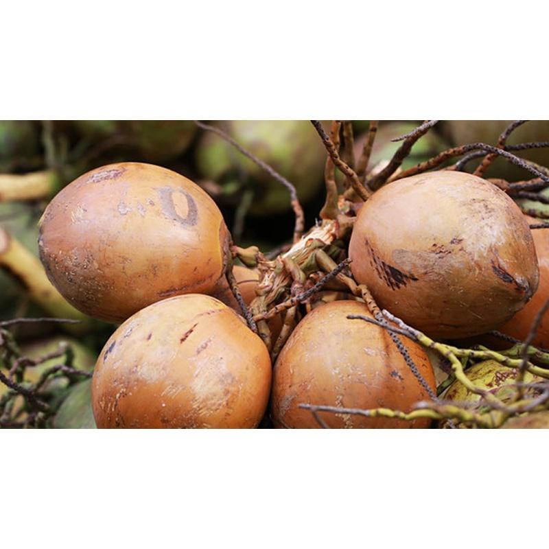 CÂY GIỐNG DỪA XIÊM LÙN ĐỎ .