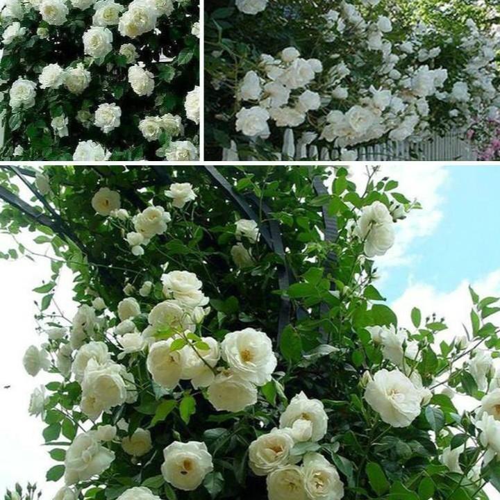 Hạt giống hoa hồng leo