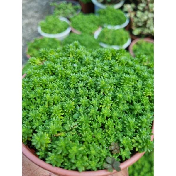 Chậu cây sedum (cây trồng làm thảm cỏ tiểu cảnh)