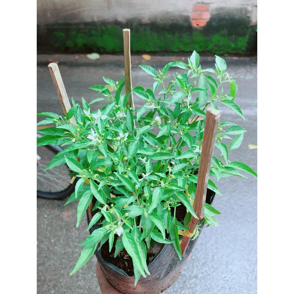Bụi Ớt Hiểm