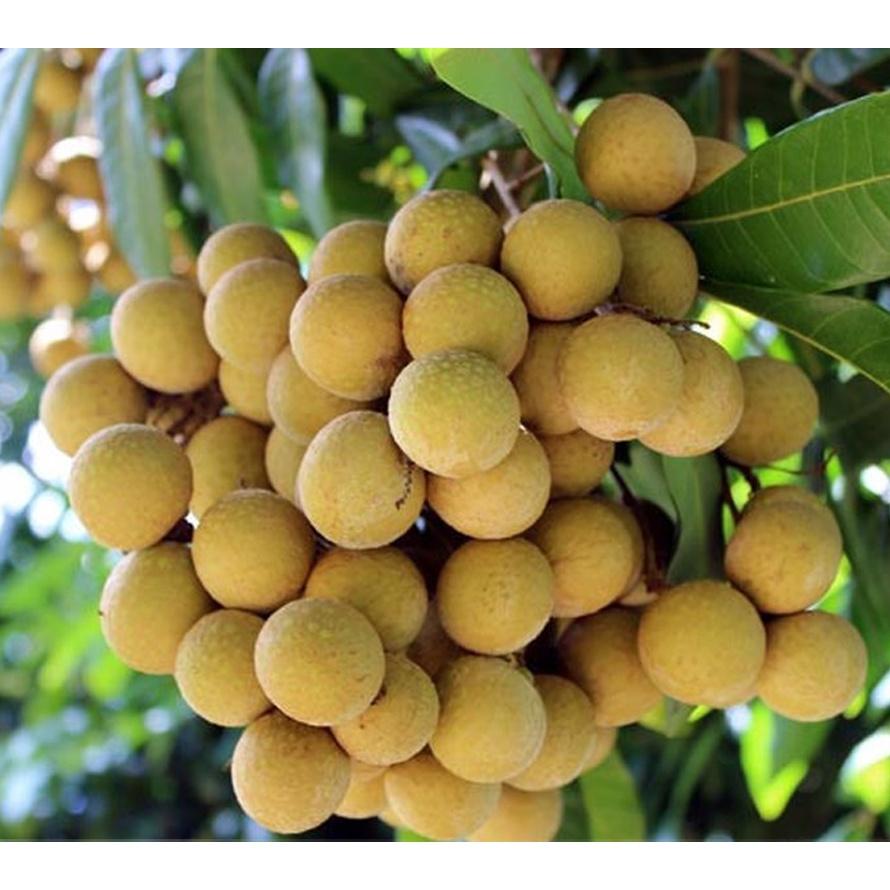 Cây giống nhãn hương chi Đăk Lăk